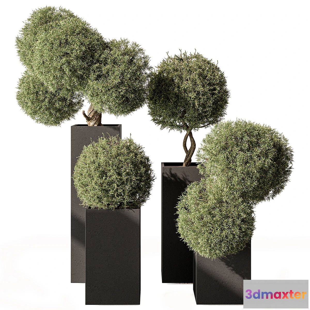688538 - Topiary Plant in Box - Outdoor Plants 445