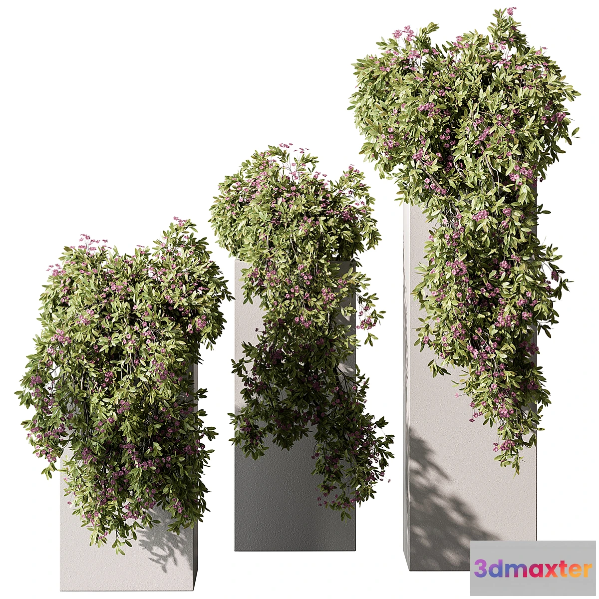 688552 - Hanging Plant in Box - Outdoor Plants 454