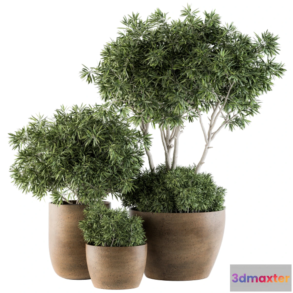 714550 - Outdoor Plants tree in Concrete Pot - Set 111 - No.2