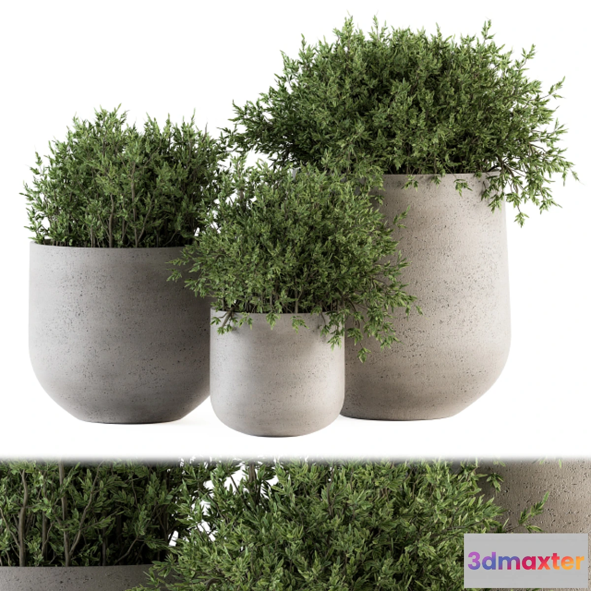 714552 - Outdoor Plants tree in Concrete pot - Set 125 - No.2