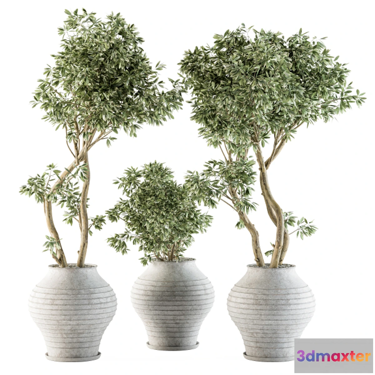 714572 - Outdoor Plants tree in Concrete Pot - Set 89 - No.2