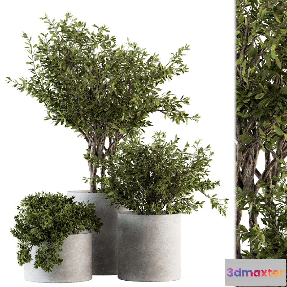 714616 - Outdoor Plants tree in Concrete Pot - Set 141 - No.2