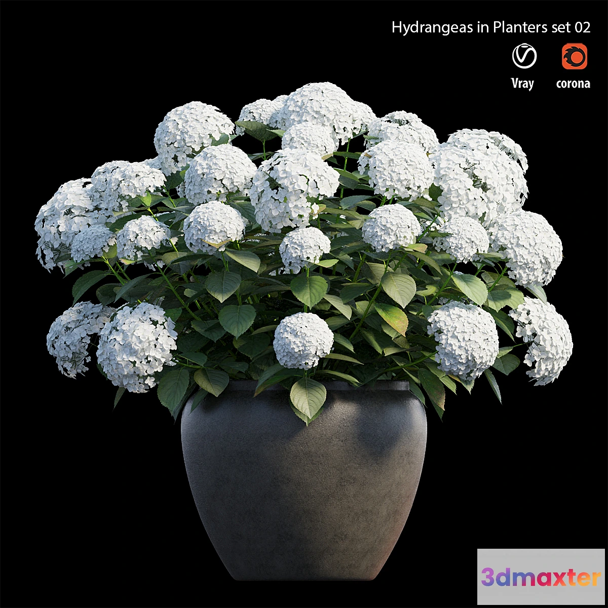 714618 - Hydrangea in planters set 02 - No.2