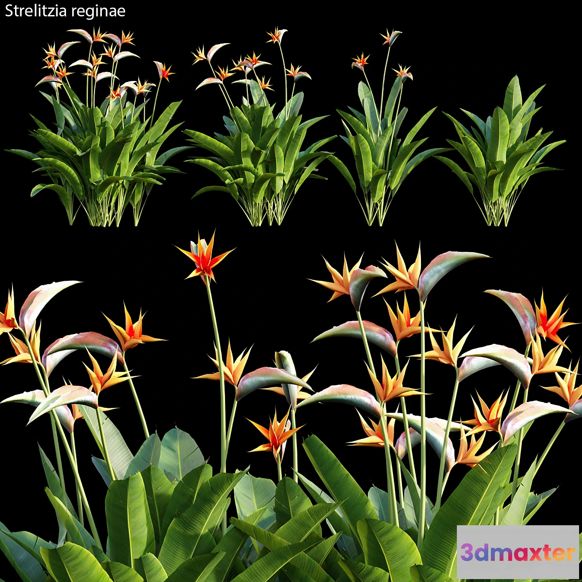 714630 - Strelitzia reginae 01 - No.2