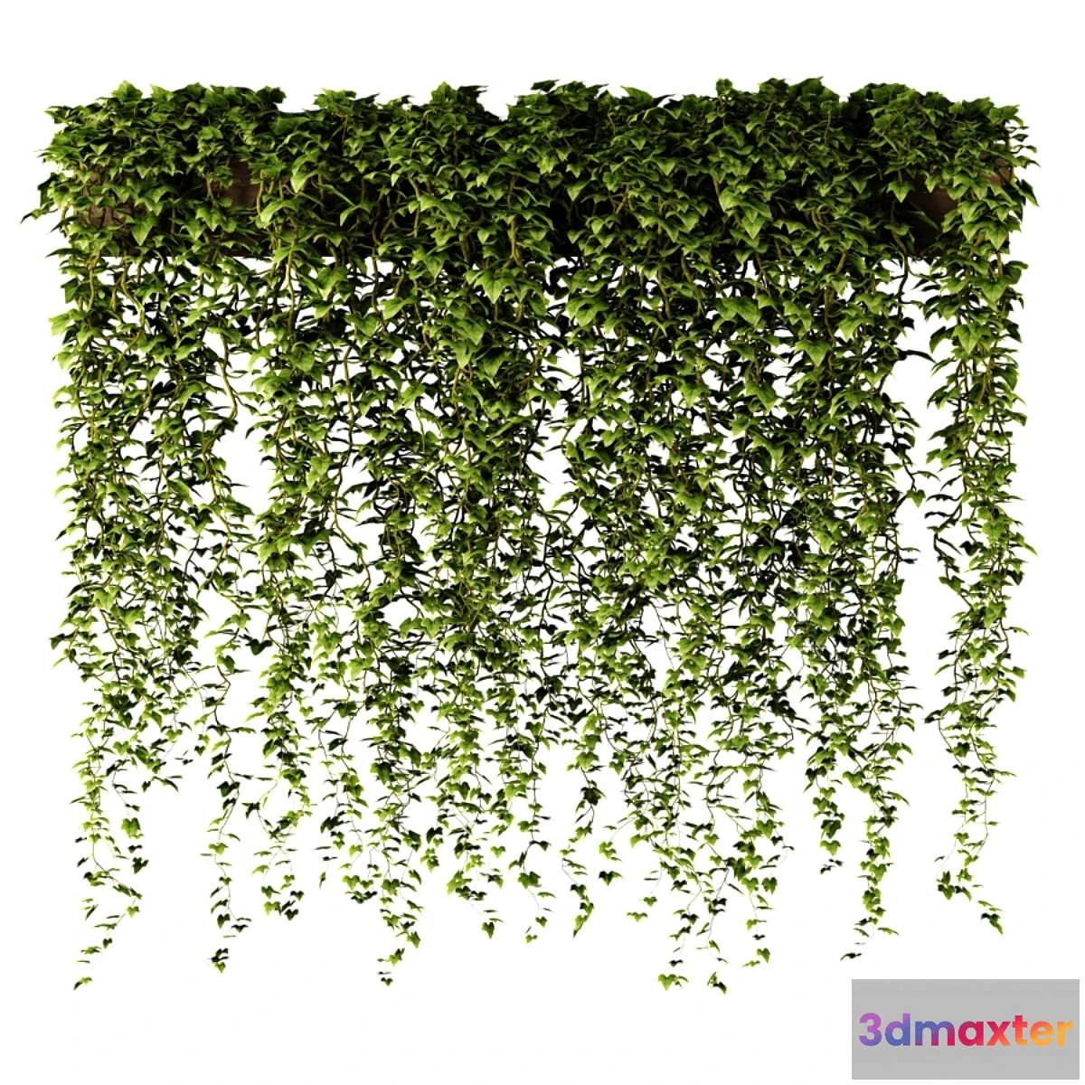 714634 - Ivy in a long rectangular planter - No.2