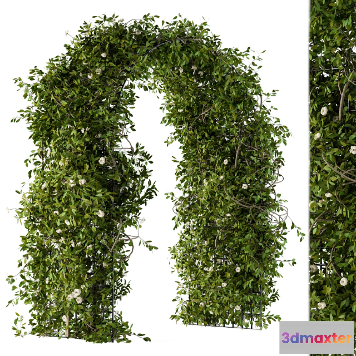 714652 - The plants pergola - No.2