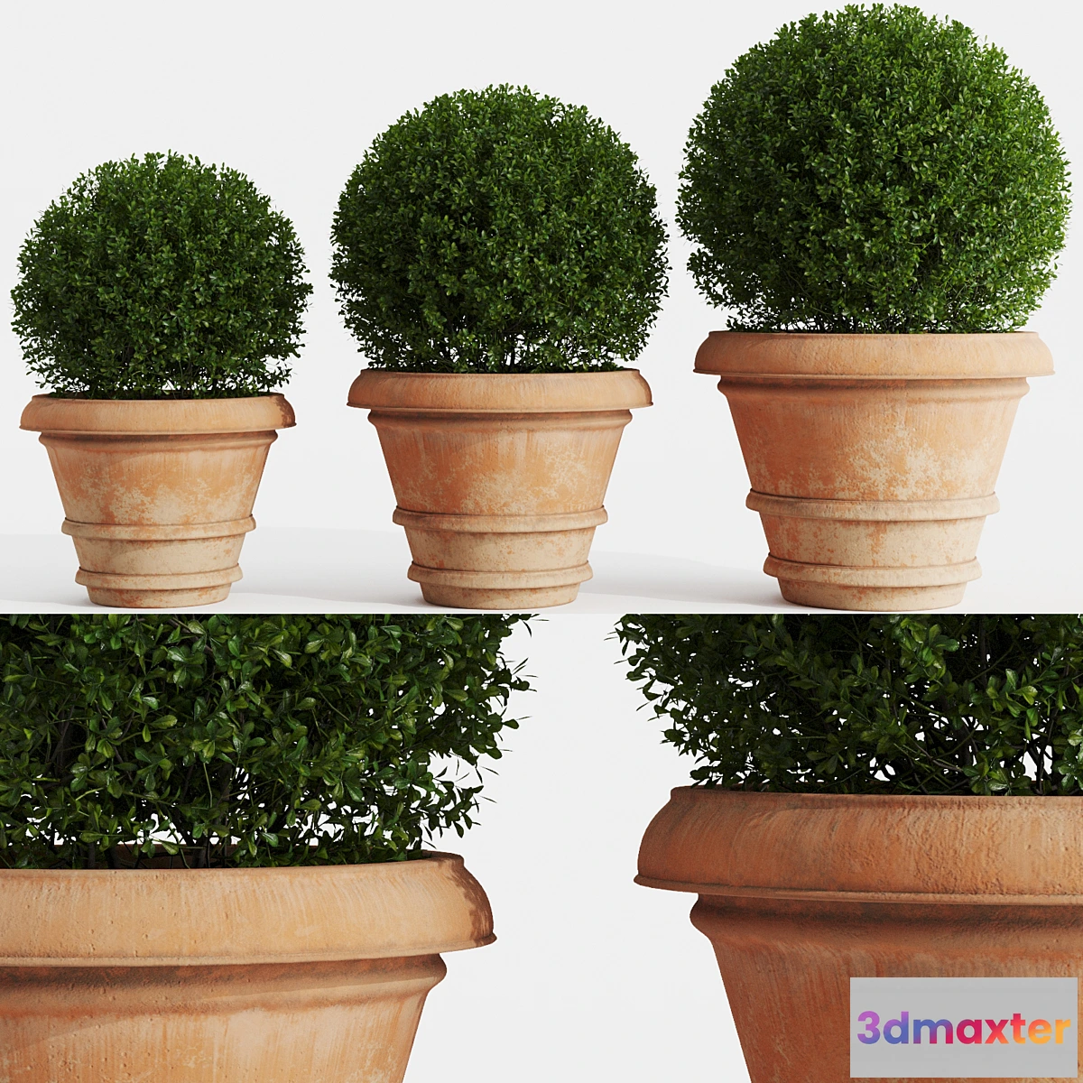 714674 - Boxwood evergreen in clay pots - No.2