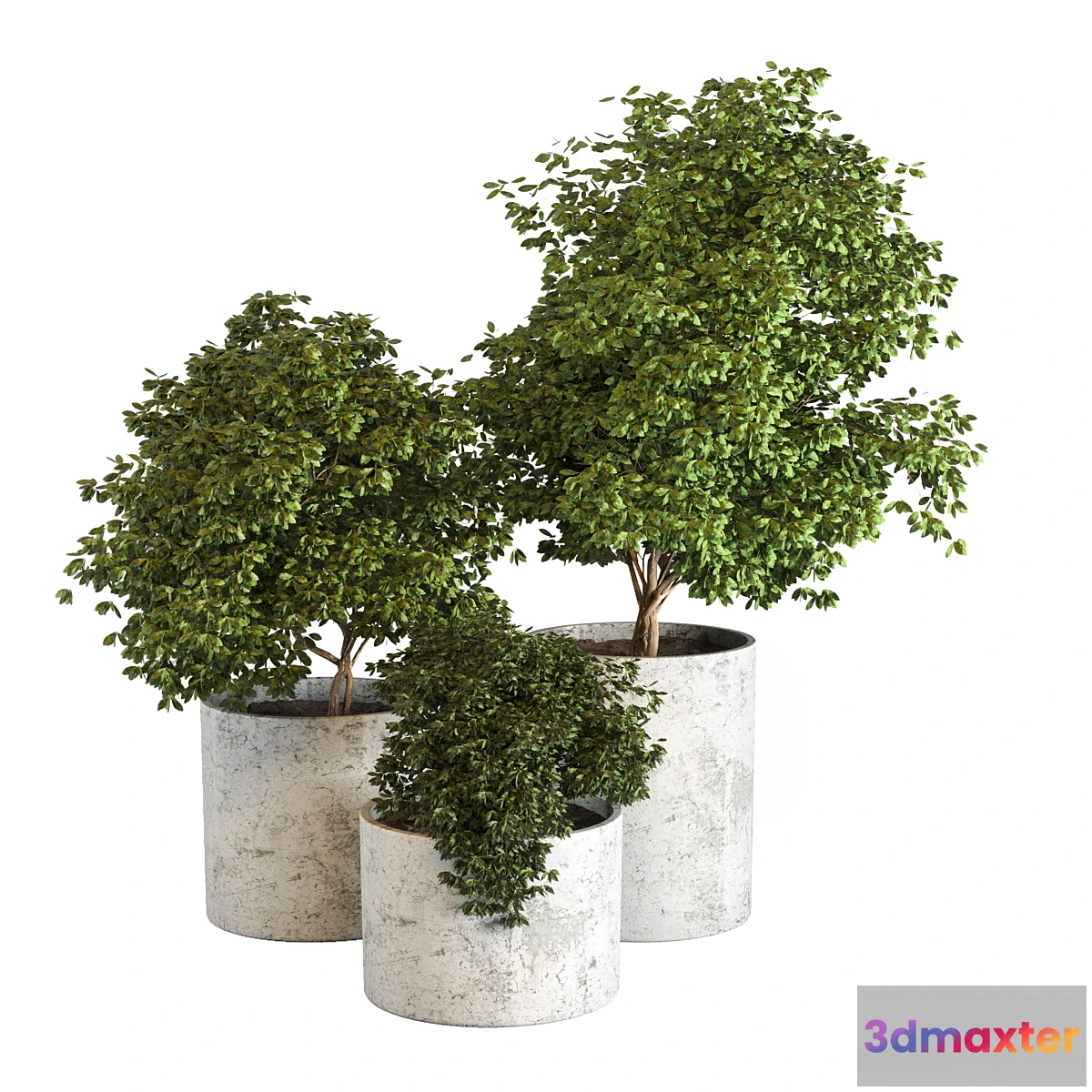 714682 - Outdoor plant 05 - No.2