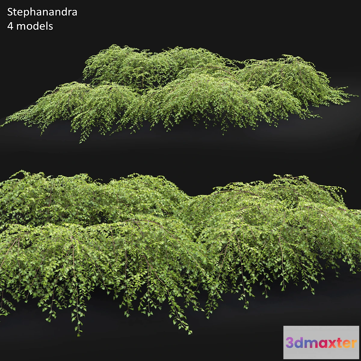 714694 - Stephanandra # 1 - No.2