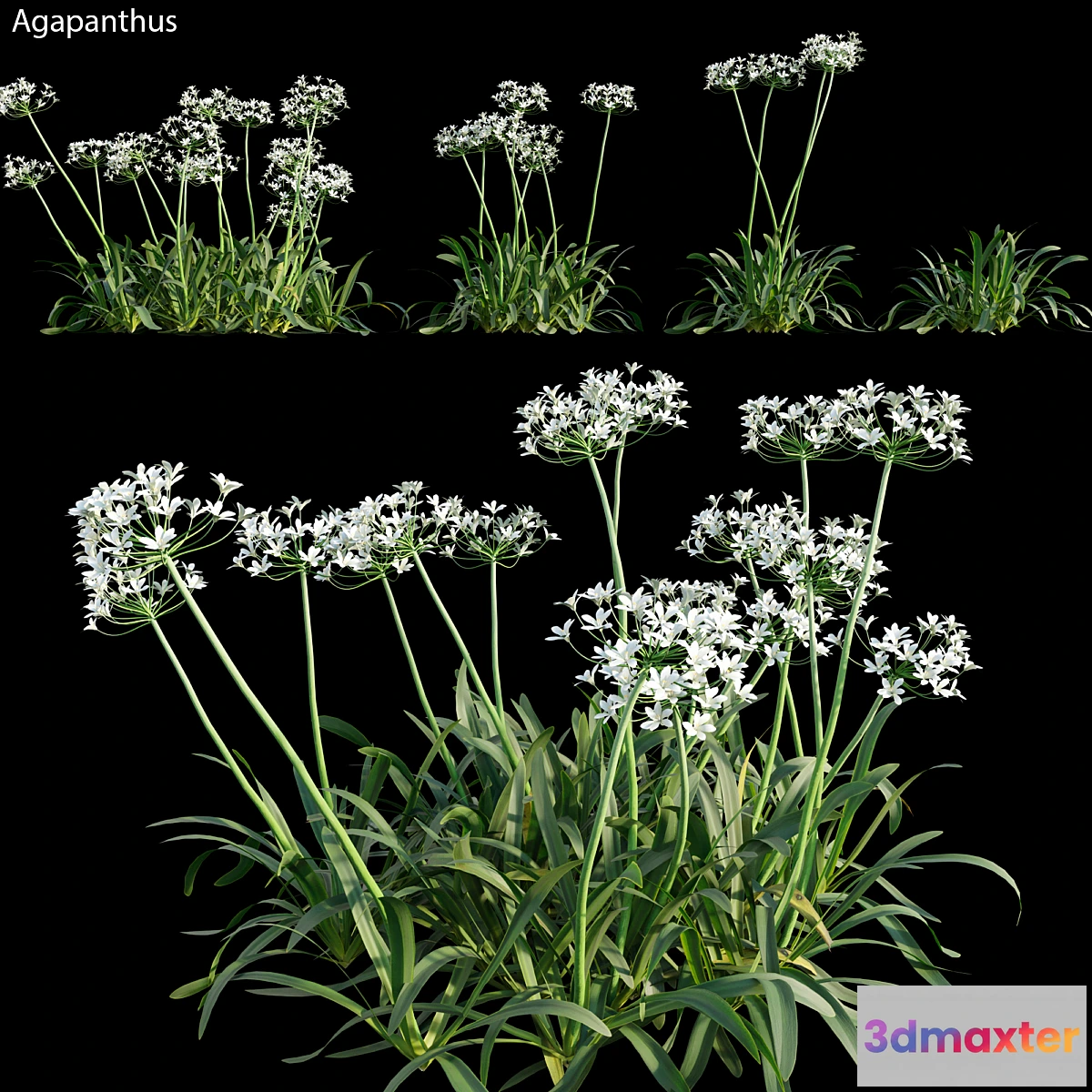 714714 - Agapanthus 02 - No.3