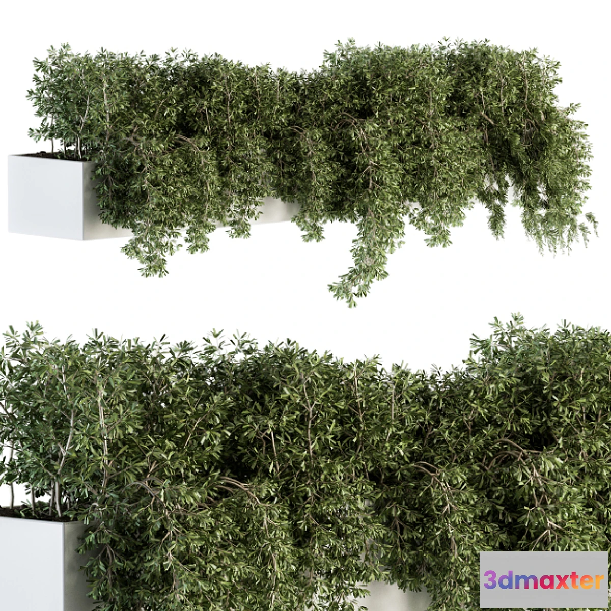 714736 - ivy plants in box - Outdoor Set 80 - No.2
