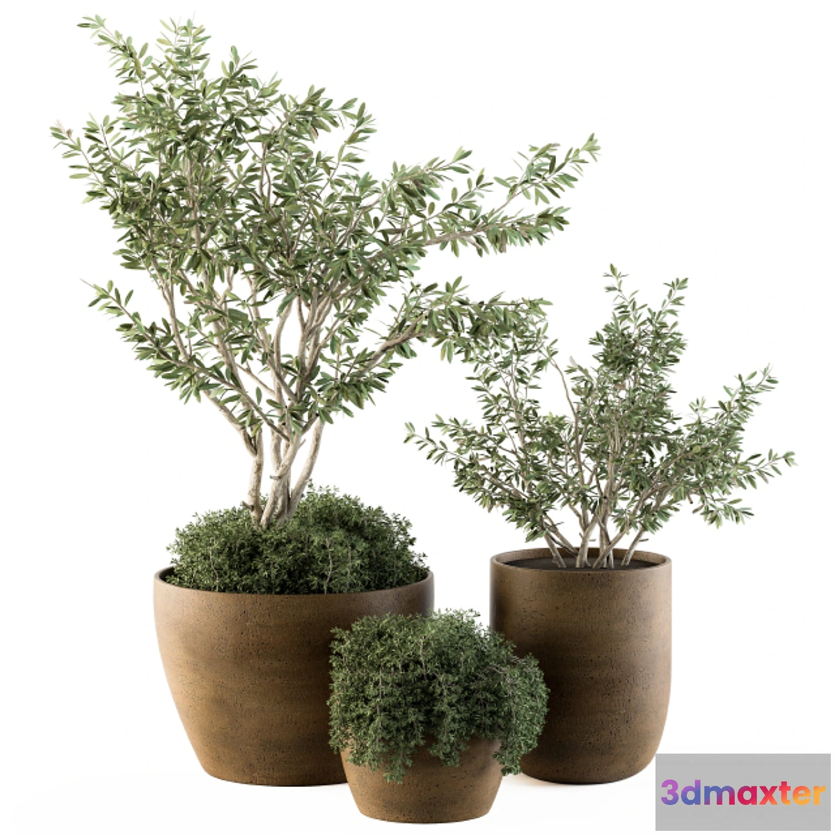 714738 - Outdoor Plants Olive - Set 79 - No.2