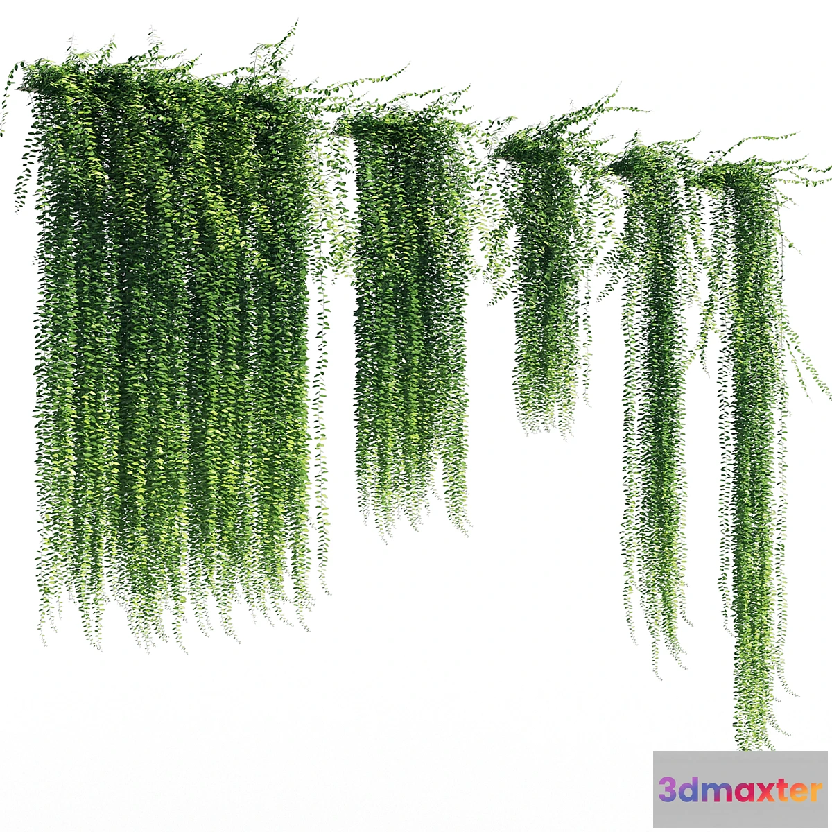 714746 - Vernonia elliptica - No.2