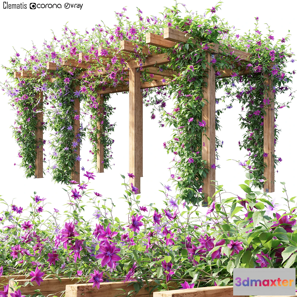 714752 - Clematis 04 - No.2