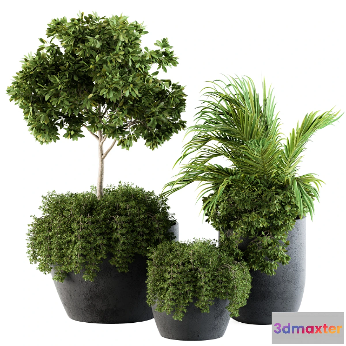 714756 - Outdoor Plants Broadleaf - Set 81 - No.2