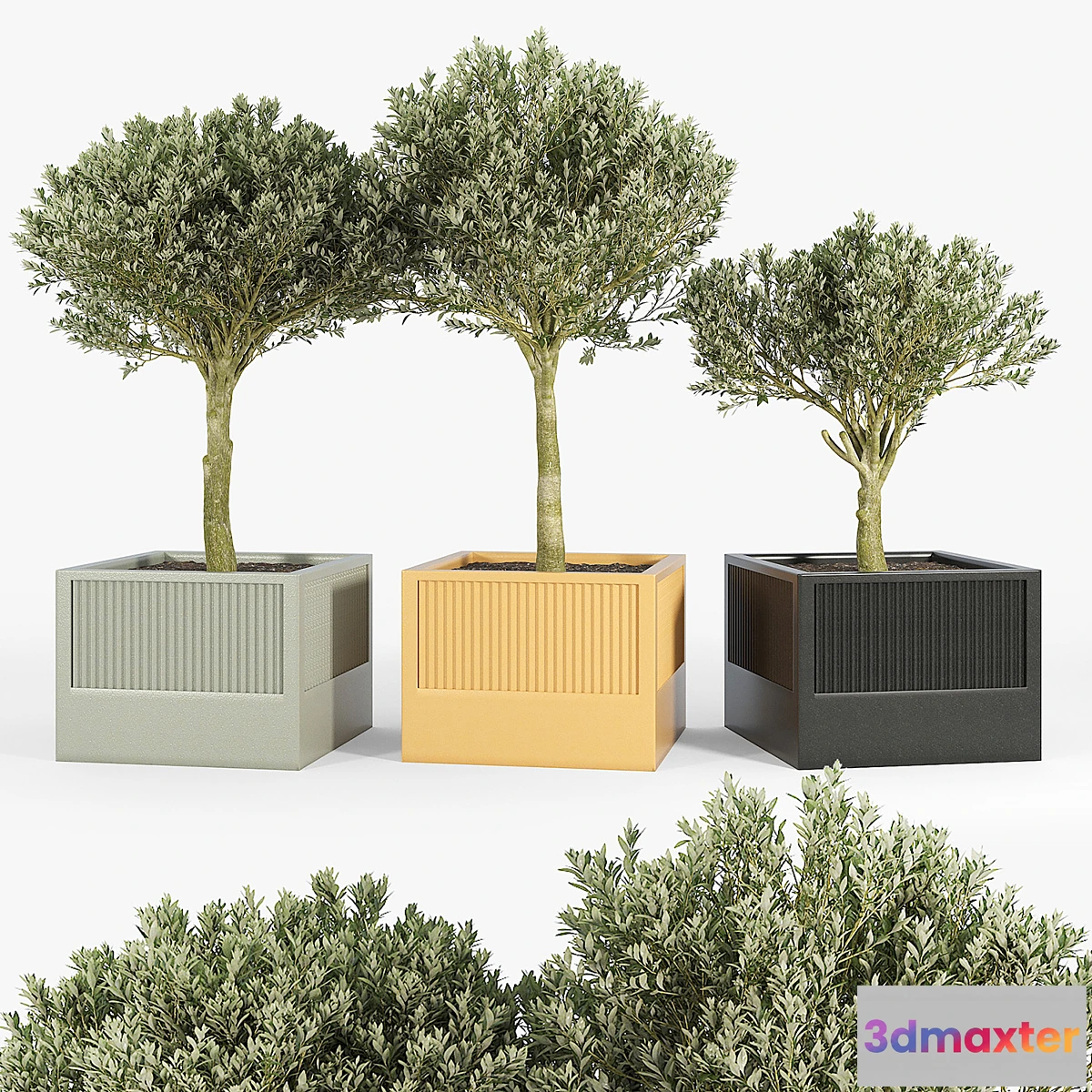 714762 - ICARIA Olea - No.2