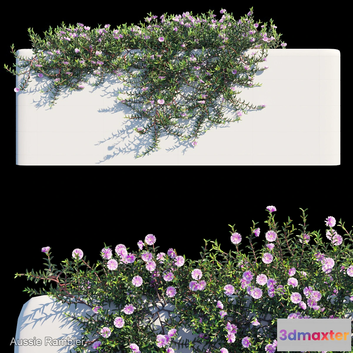 715046 - Aussie Rambler Creeper - No.2