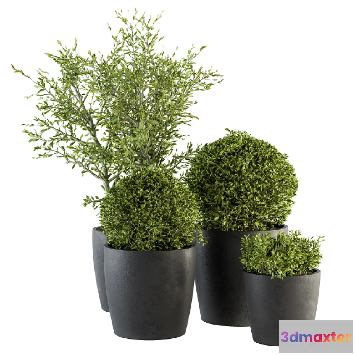 721566 - Outdoor Plant Set 209 - Plant and Tree in Pot - No.2