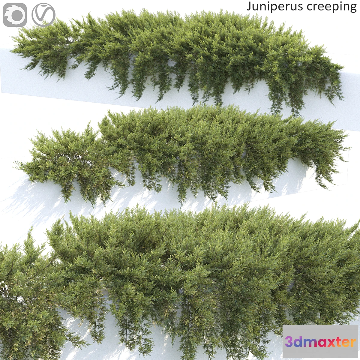 722222 - Juniperus - No.6