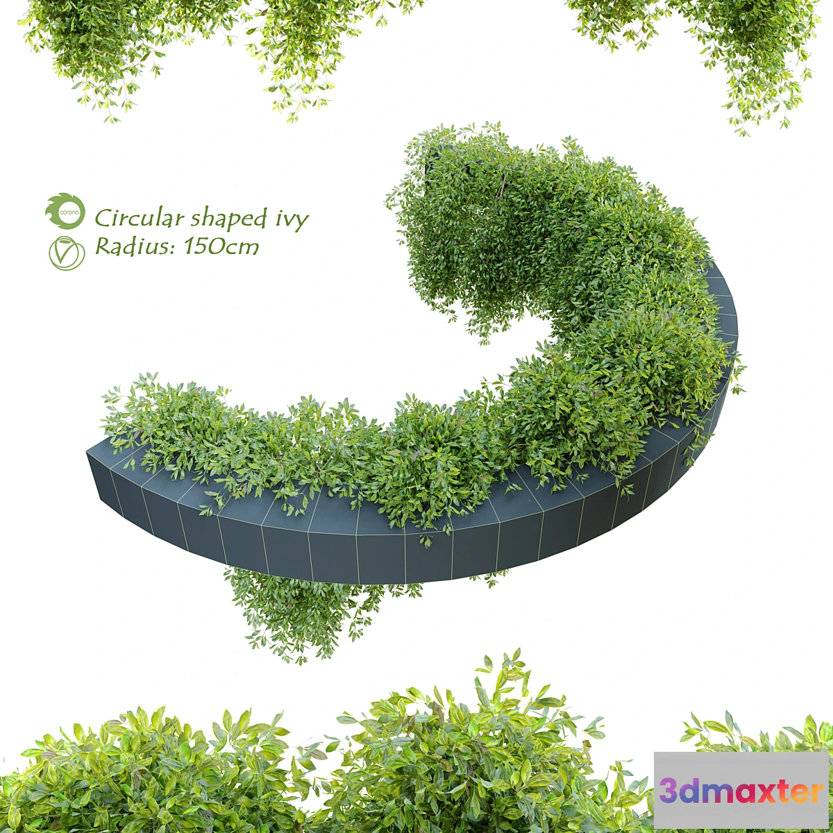 722588 - Circular shaped ivy - No.2
