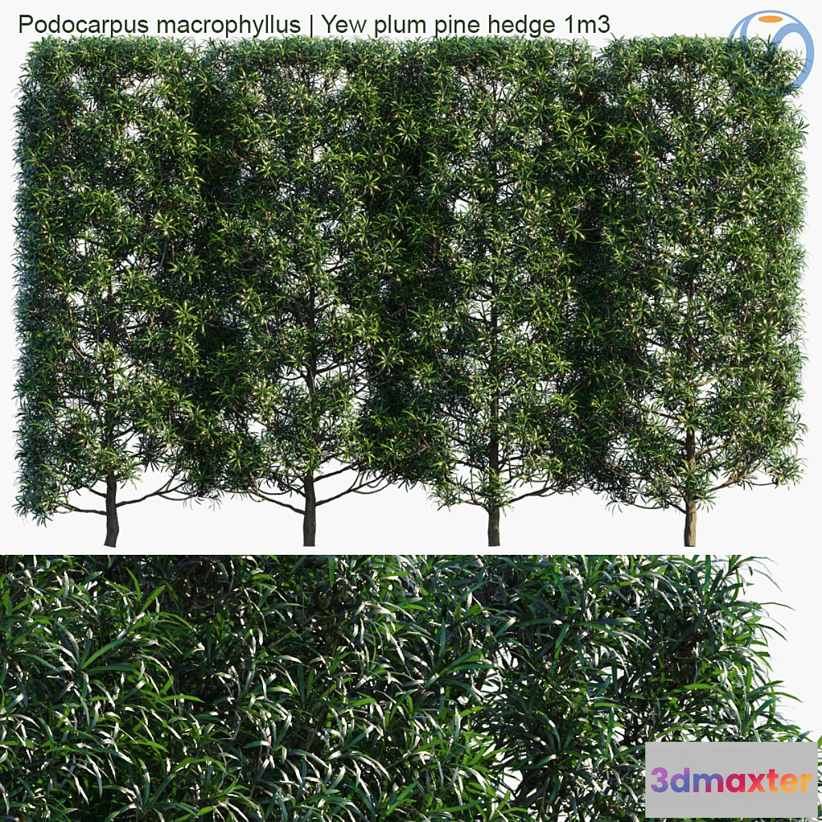 739361 - Podocarpus macrophyllus  Yew plum pine hedge 1m3 - No.2