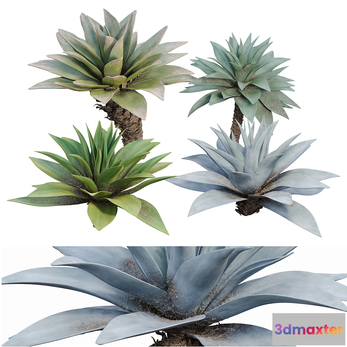 747559 - Agave 03 - No.2