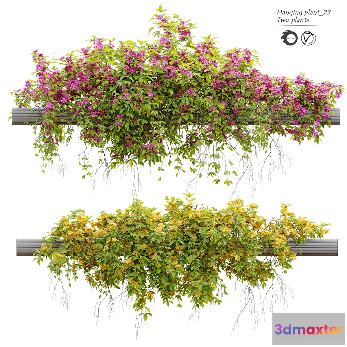 749505 - Hanging Plant 23