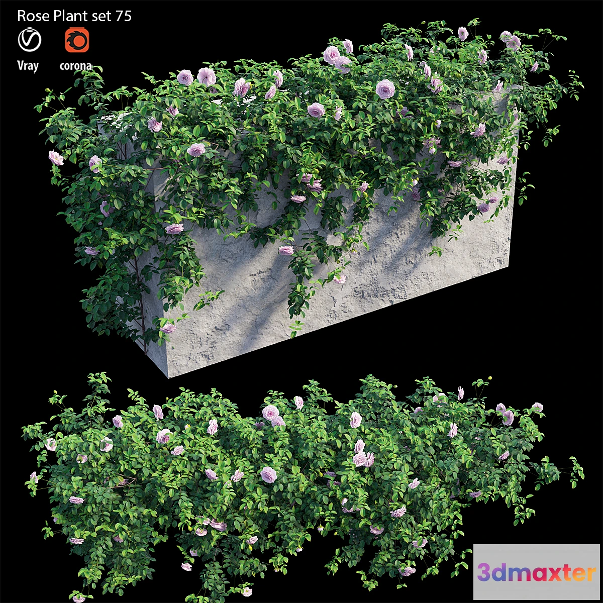 749559 - Rose plant set 75 - No.3