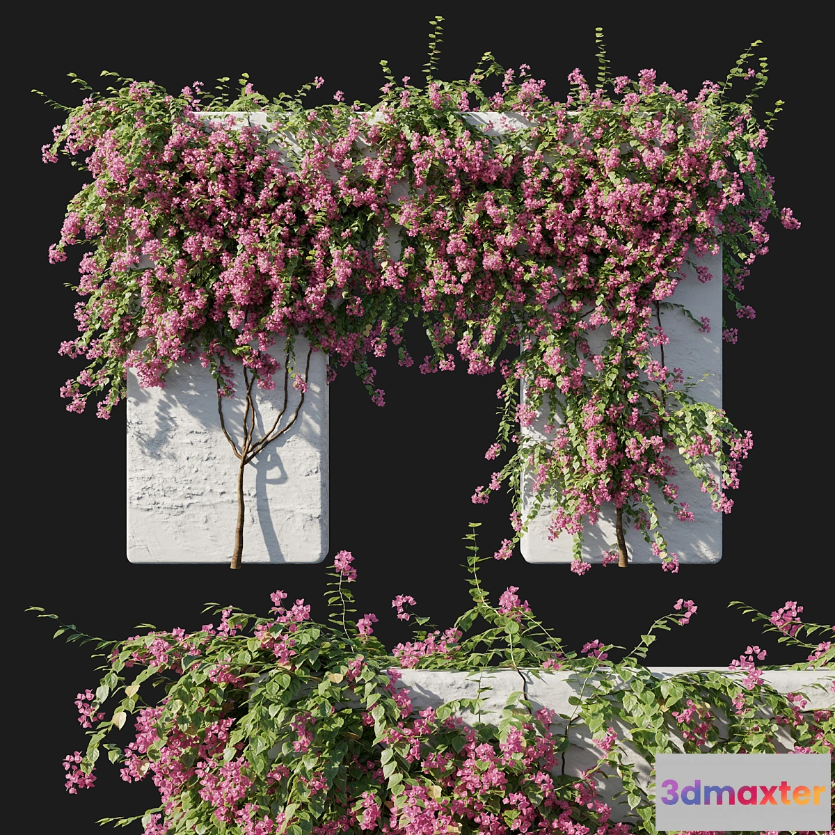 749573 - Bougainvillea 02 - No.2
