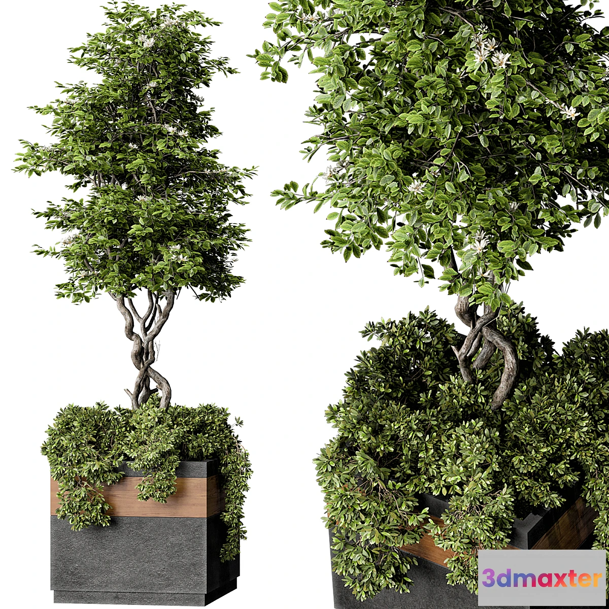 749577 - Outdoor Plant Set 01