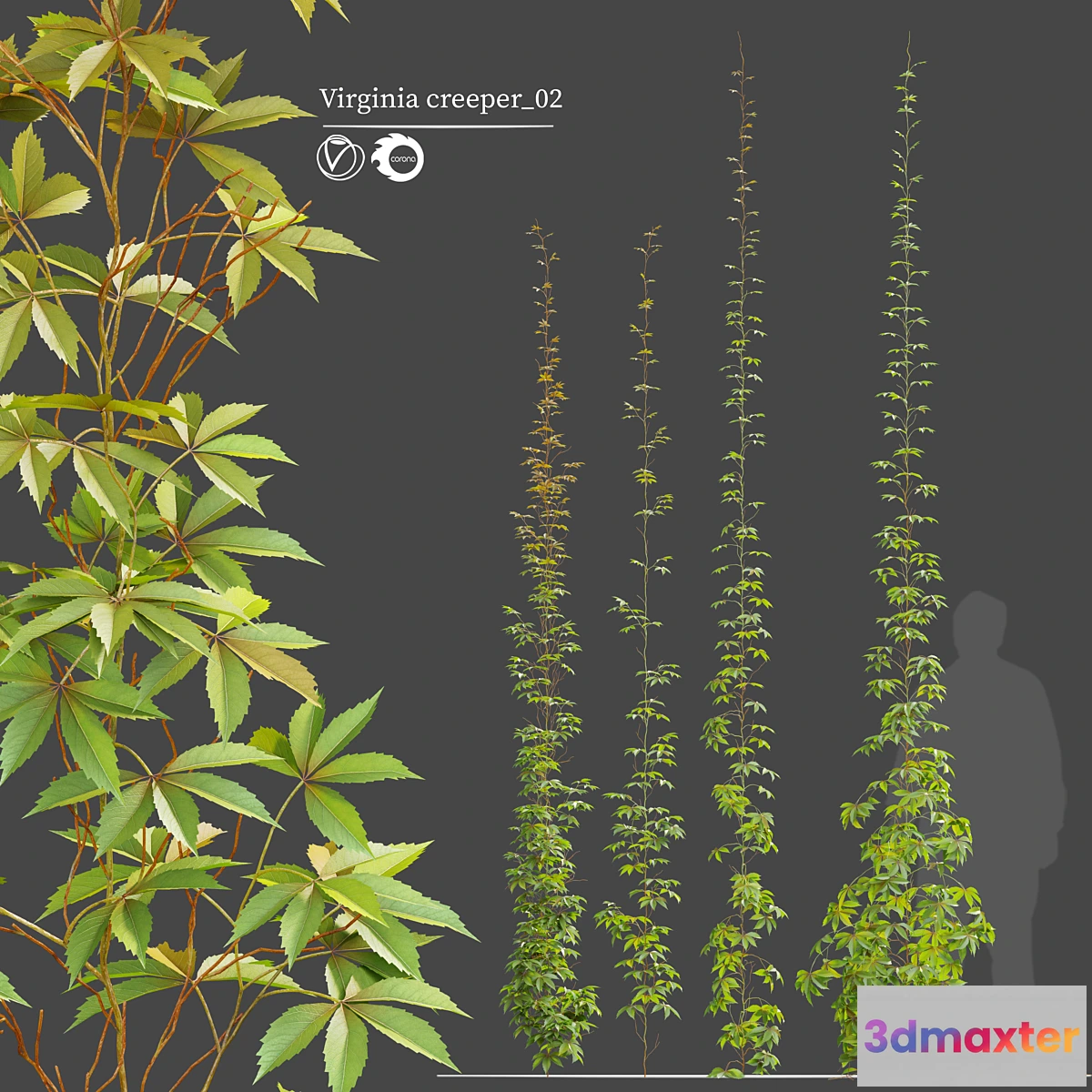 749589 - virginia creeper_02 - No.2