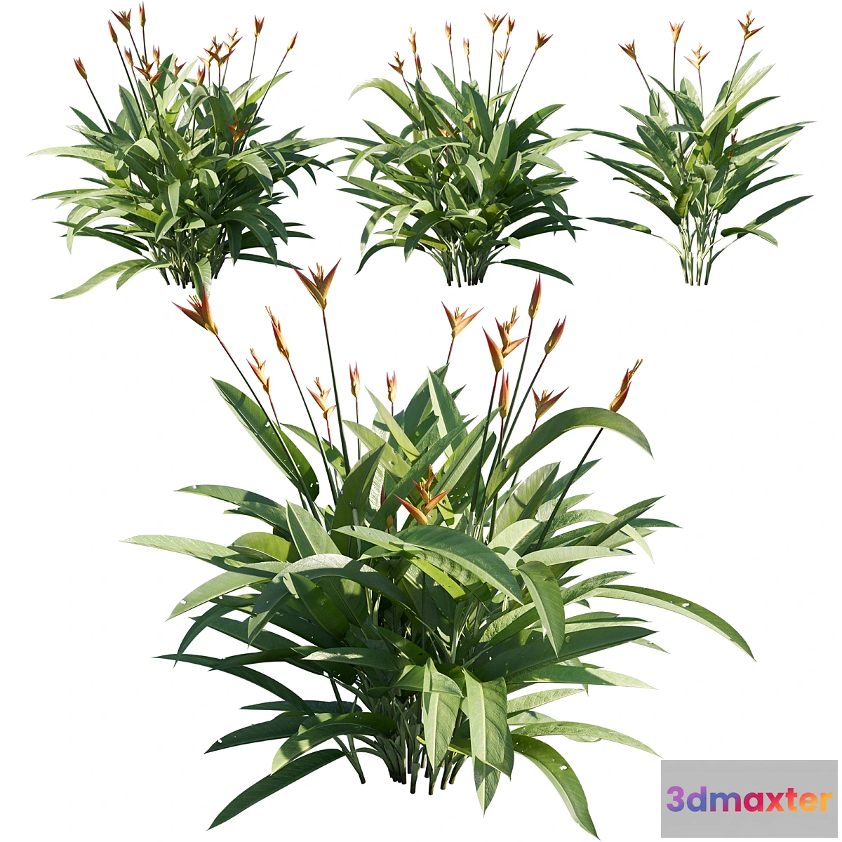 749627 - Heliconia psittacorum 02