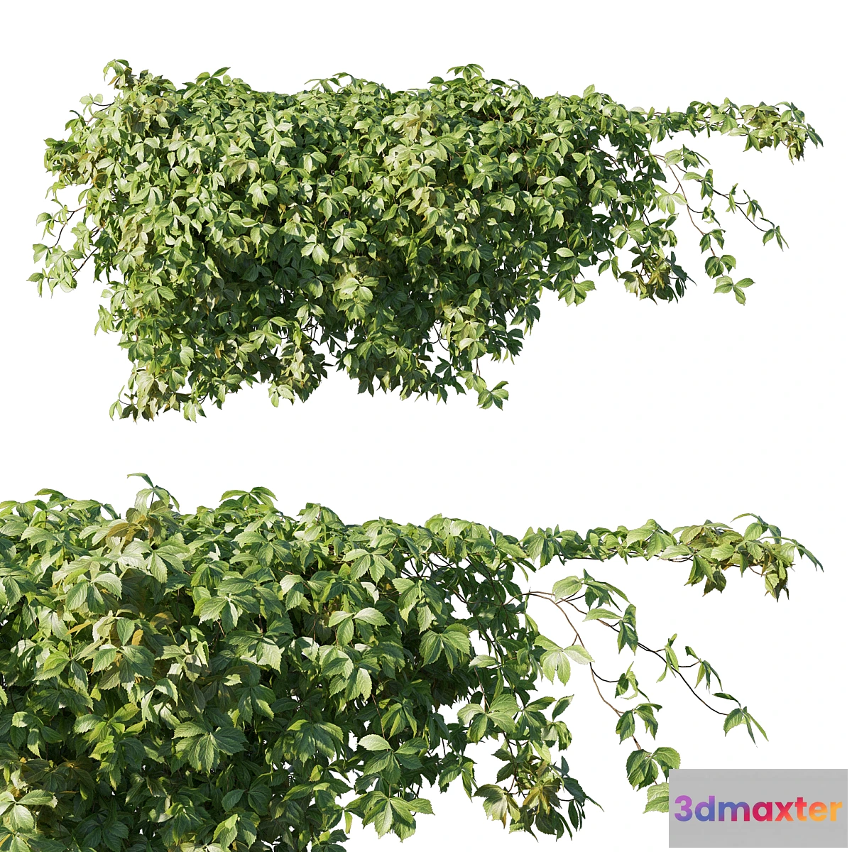 749629 - Virginia creeper