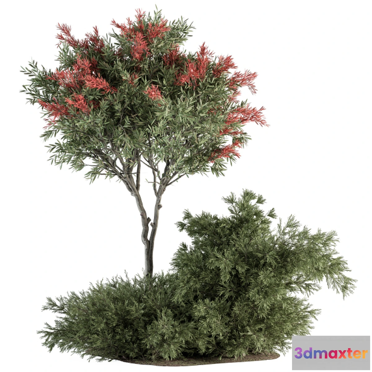 749641 - Red Crape Myrtle tree and Bush - Outdoor Garden Set 313