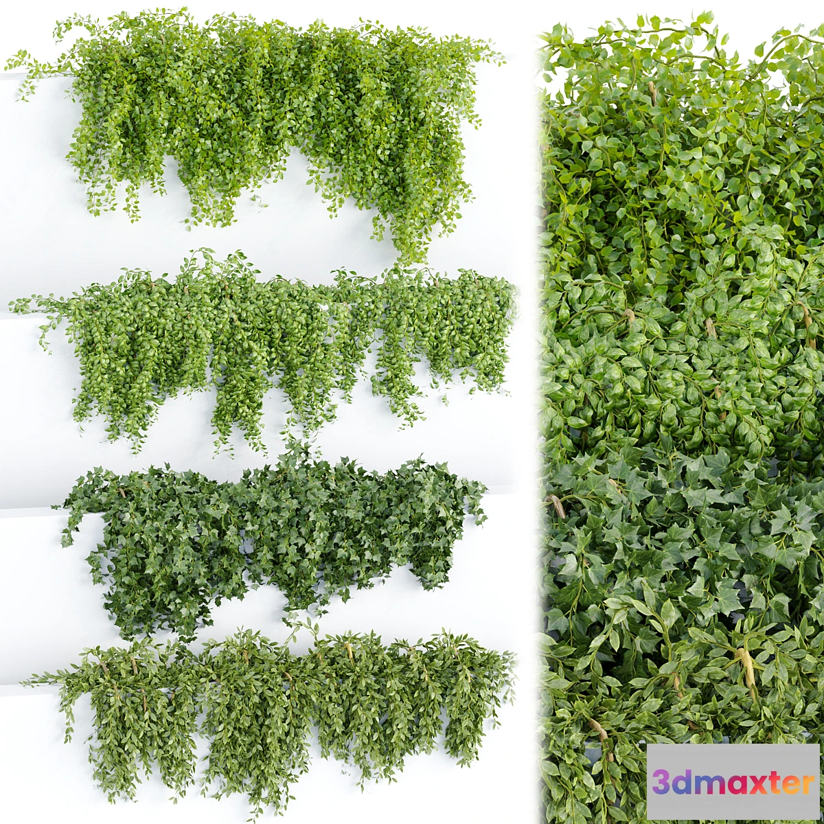 749653 - Hanging wall plants collection vol 64 - No.2