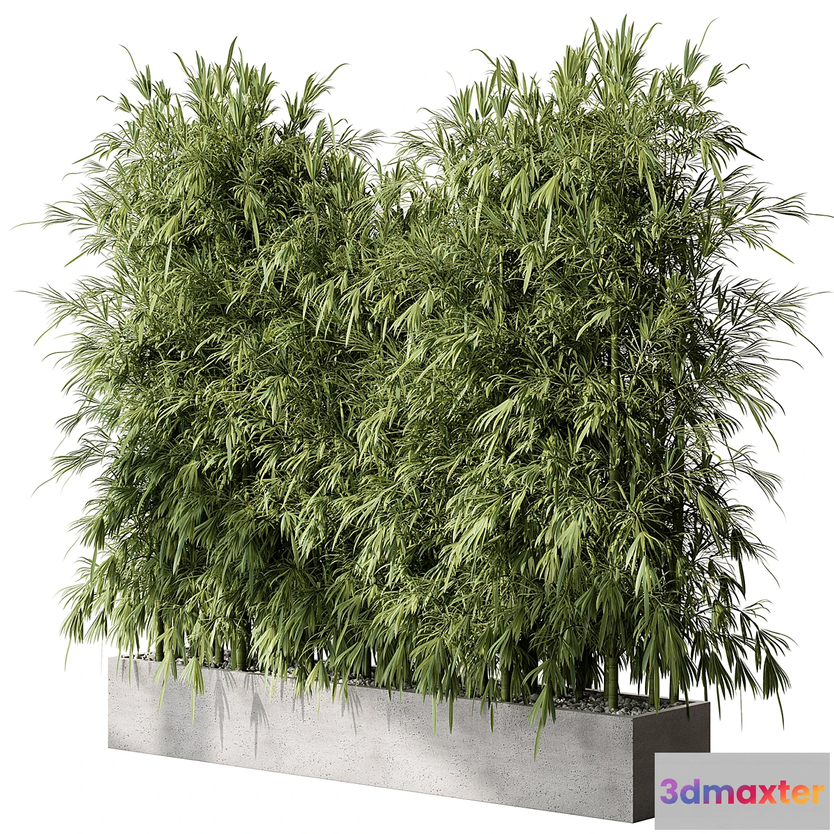 749685 - Bamboo Plants - Outdoor Plants 468 - No.2