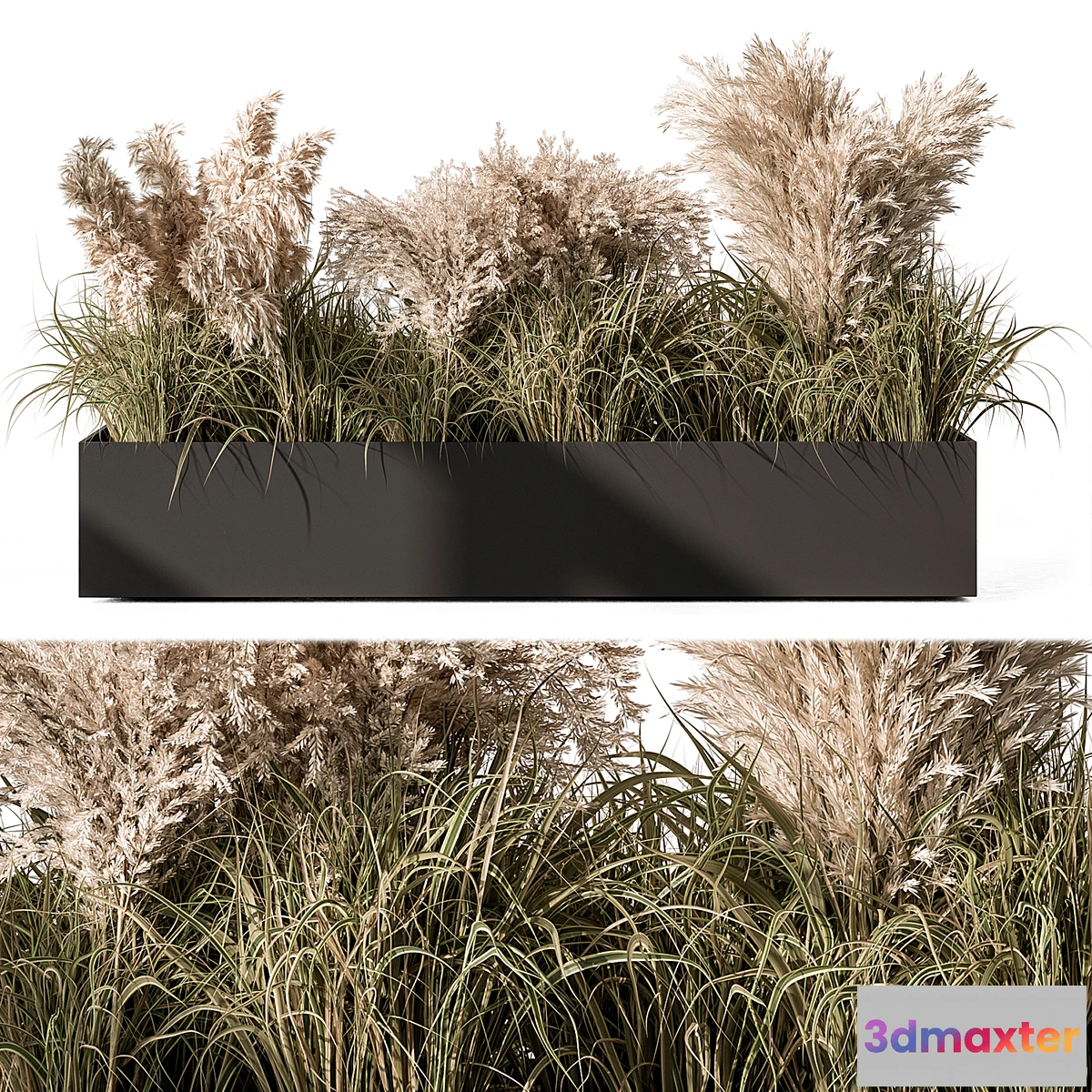 749699 - Pampas Plants - Outdoor Plants Set 433 - No.2