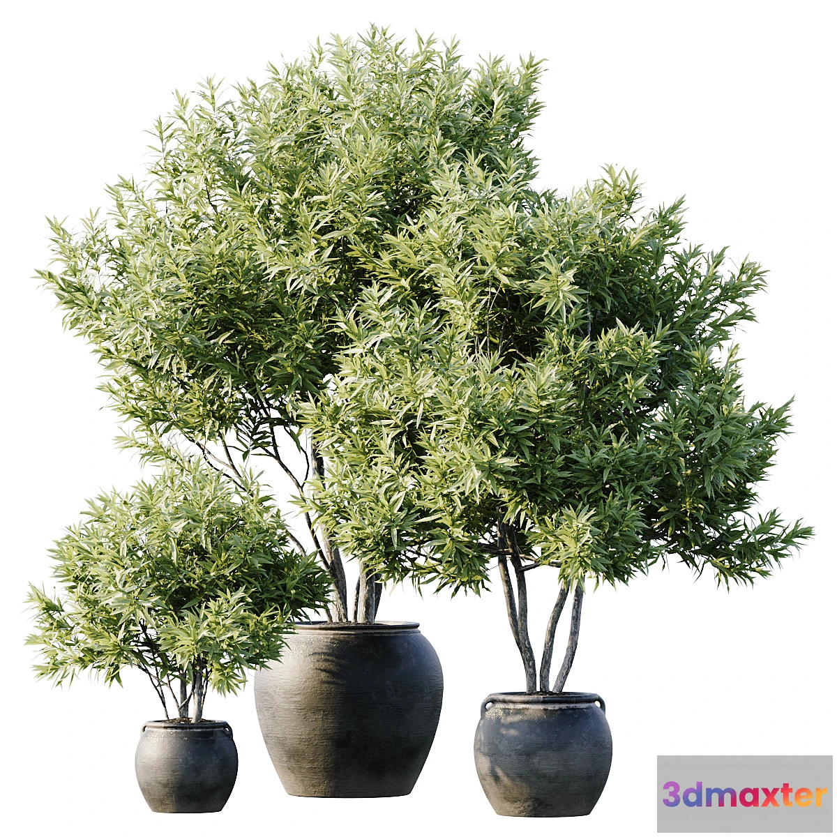 749705 - Plant 3 - No.7