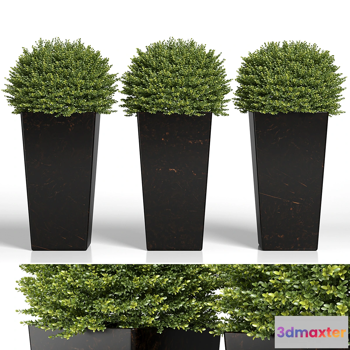 749729 - Buxus sempervirens in modern planters - No.2