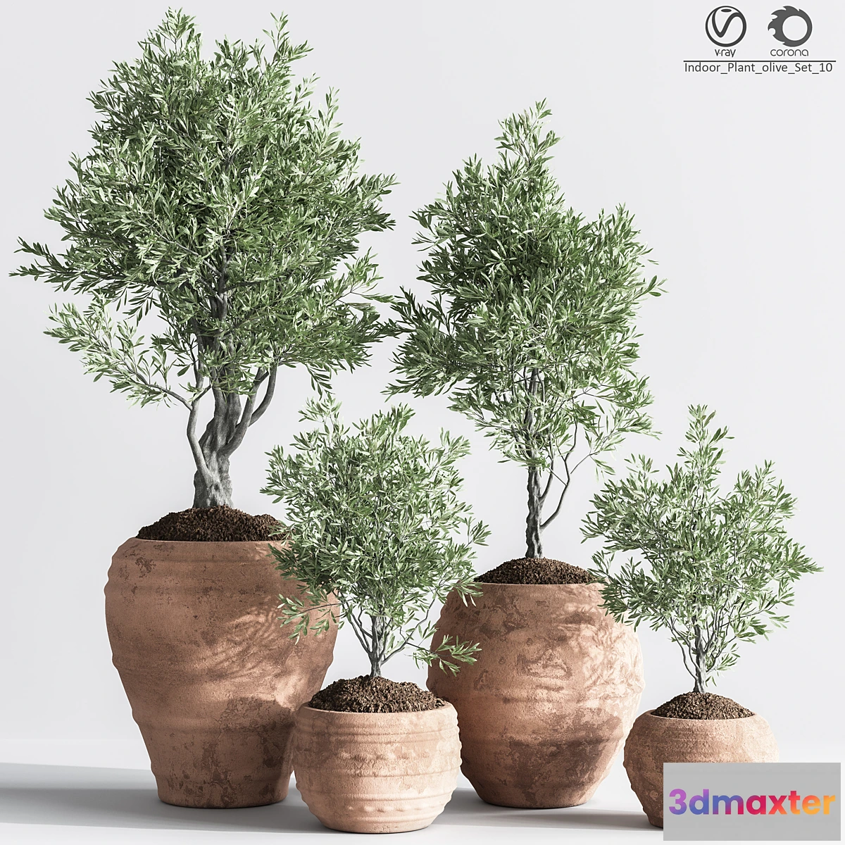 749753 - Indoor_Plant_olive_Set_10 - No.2