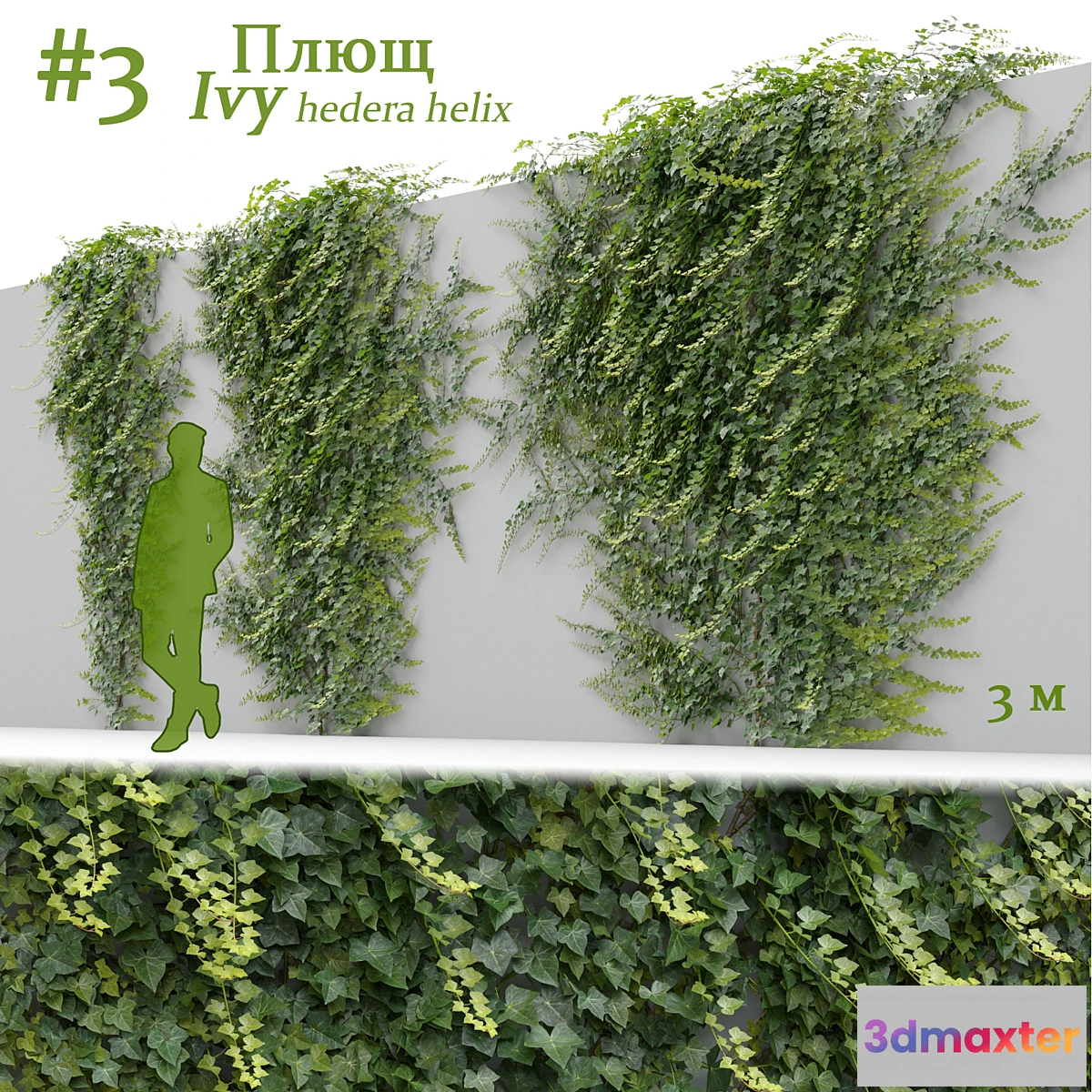 749761 - Ivy _ Hedera helix #3