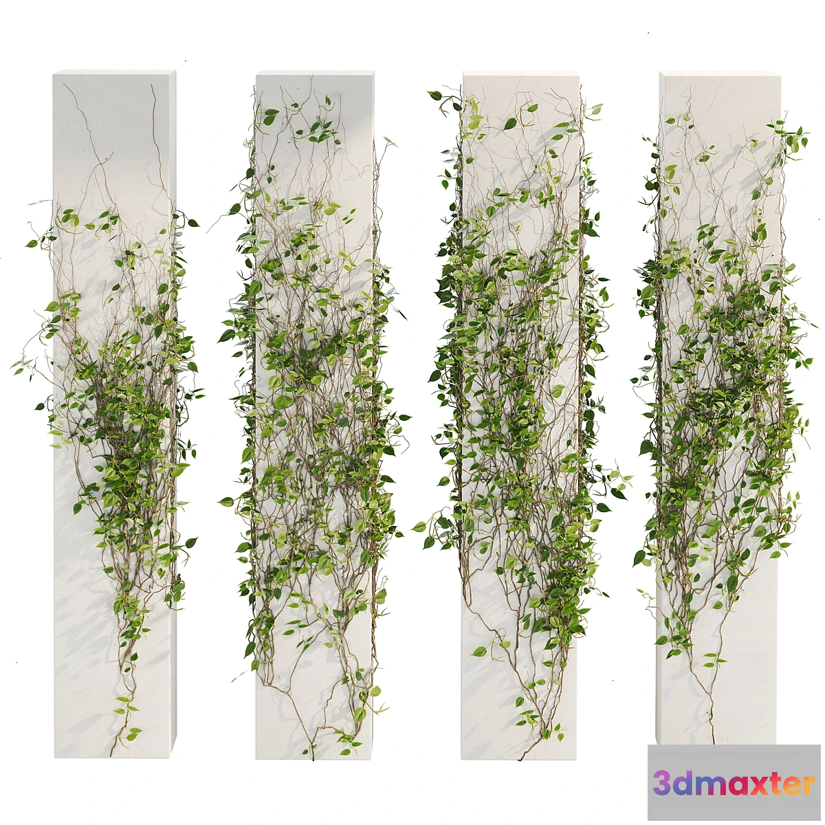 749785 - Ivy_Plants_01 - No.2