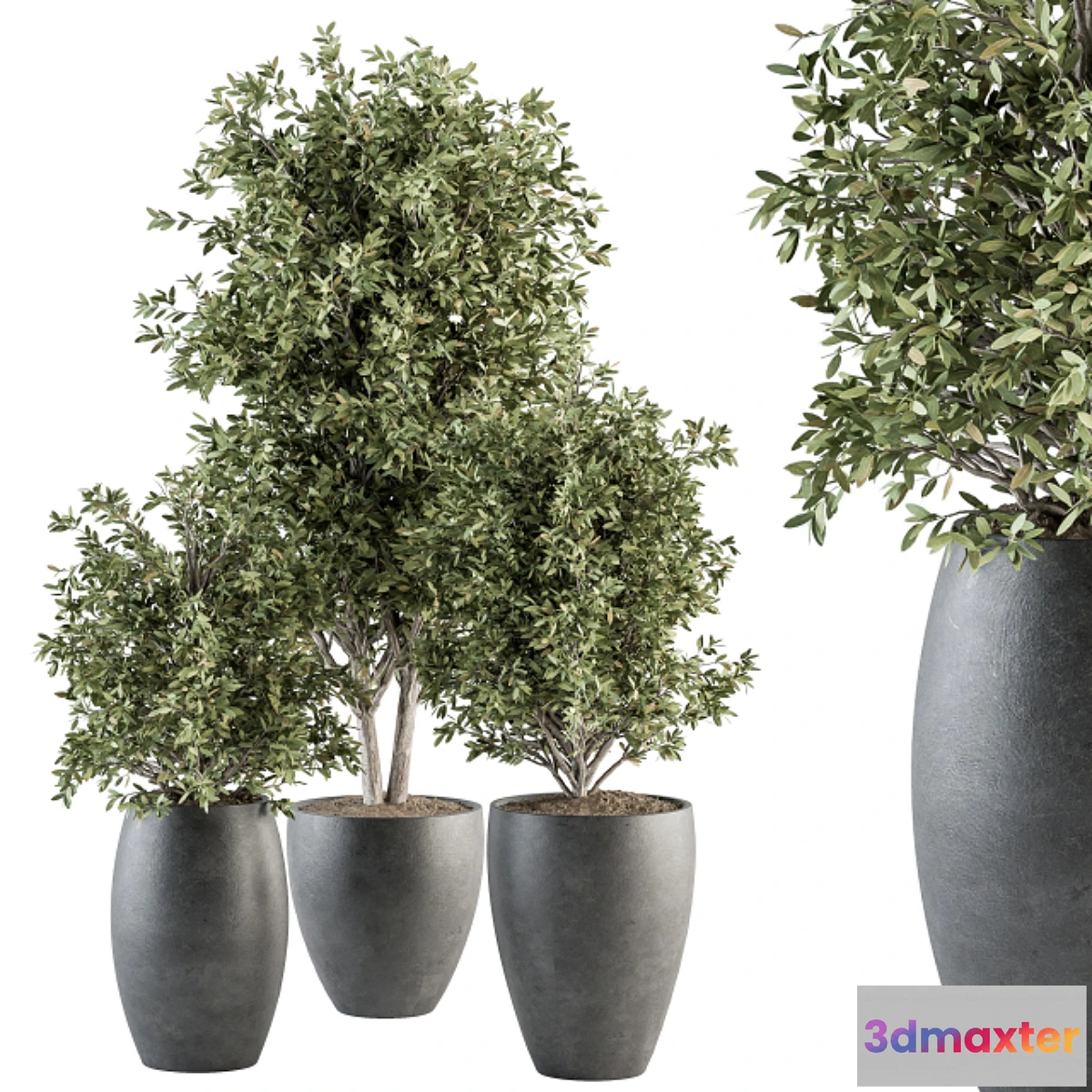 749795 - Outdoor Plant Set 306- Plant and Tree Set