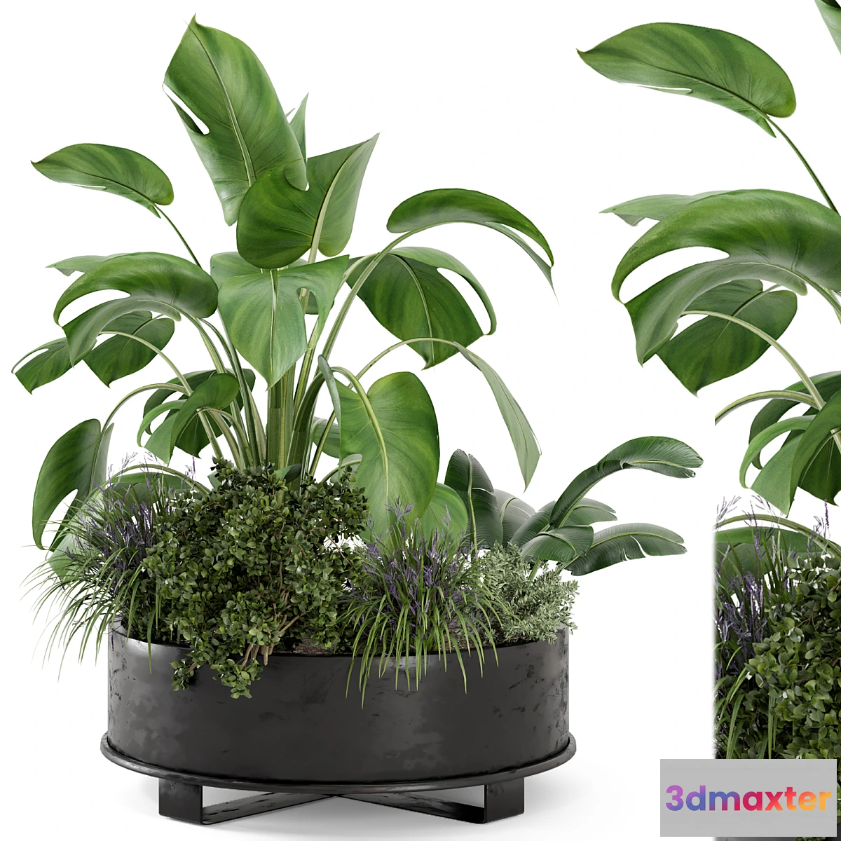 778059 - Outdoor Plants Bush in rusty Metal Pot - Set 222 - No.2