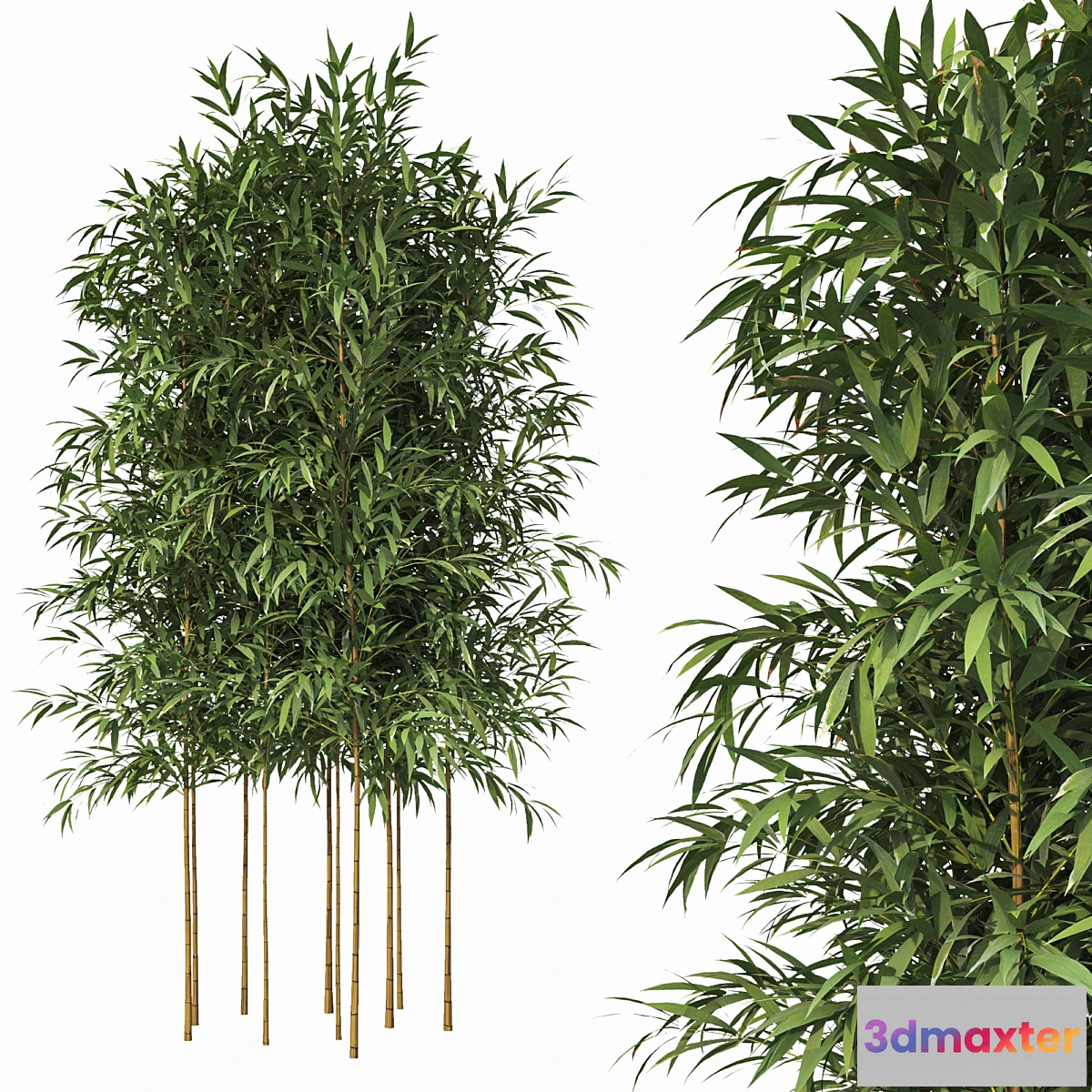 778083 - Bamboo 10 Models - No.2