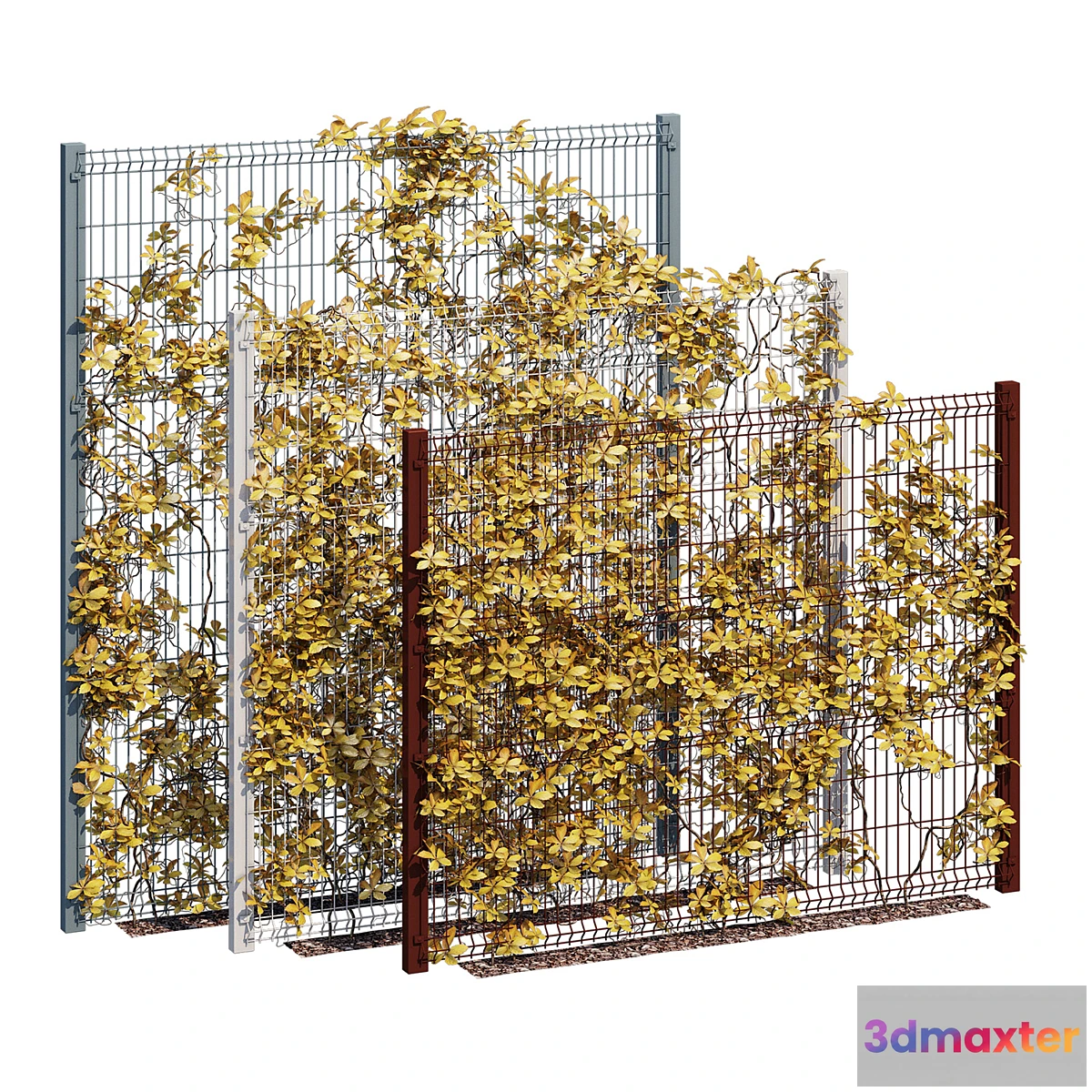 778087 - ivy wall ten - No.2