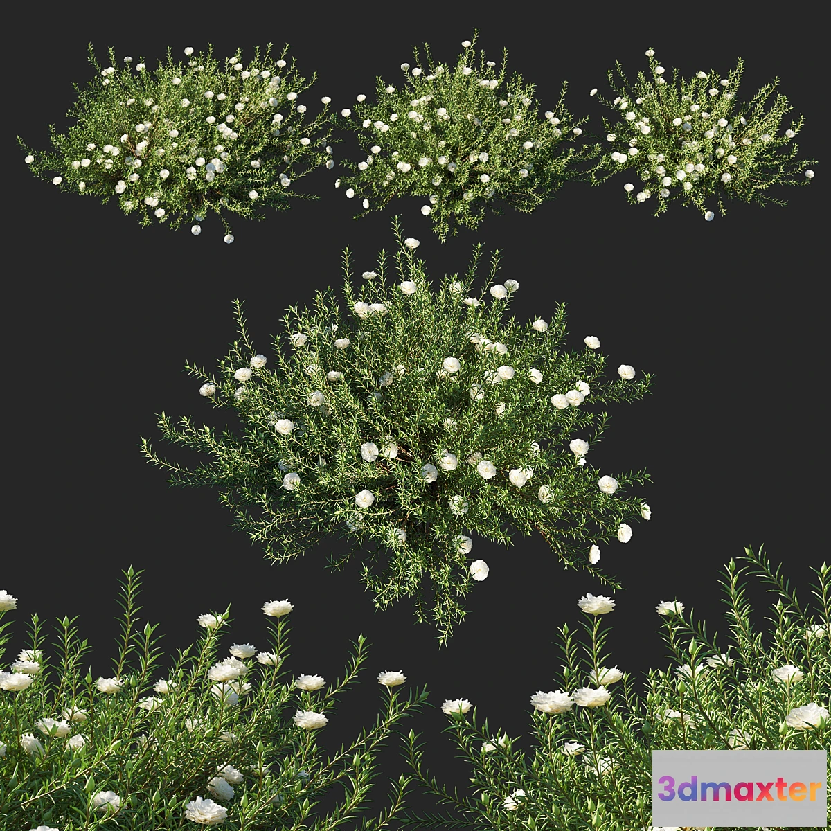 778089 - Portulaca grandiflora 02