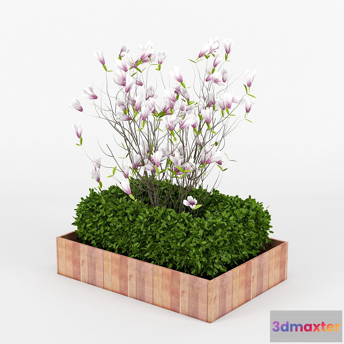 791858 - magnolia_II - No.3