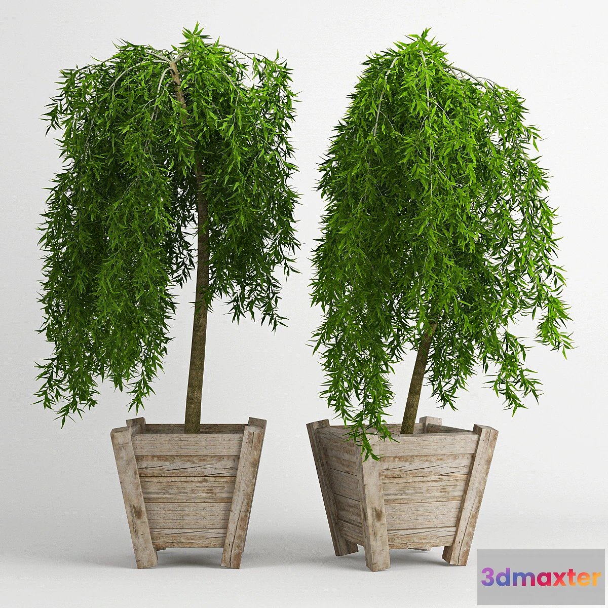 792070 - weeping larch (Larix) - No.2