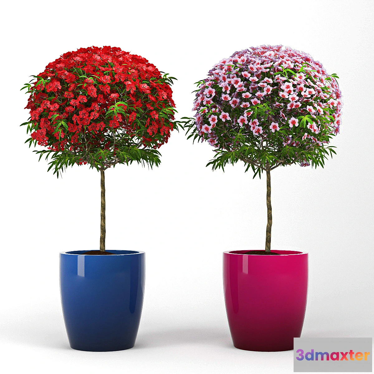 792292 - Leptospermum_Topiary - No.2